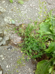 Capsella bursa-pastoris