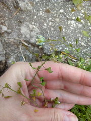 Capsella bursa-pastoris