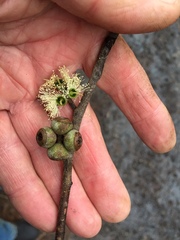 Eucalyptus agglomerata