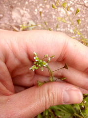 Capsella bursa-pastoris