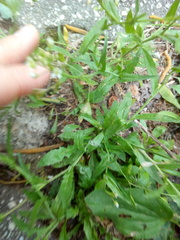 Capsella bursa-pastoris