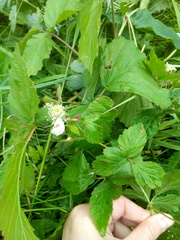 Rubus caesius