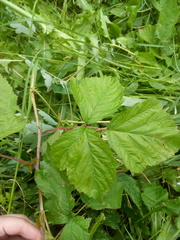 Rubus caesius