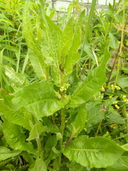 Rumex obtusifolius
