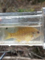 Lepomis marginatus
