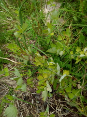 Chelidonium majus
