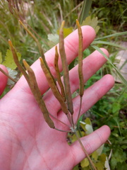 Chelidonium majus