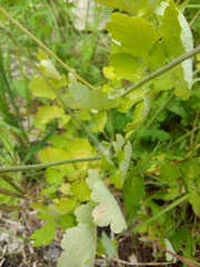Chelidonium majus