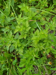 Geum urbanum