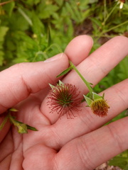 Geum urbanum