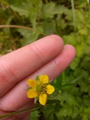 Geum urbanum
