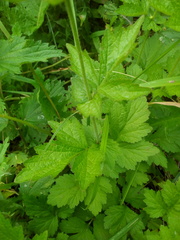 Geum urbanum