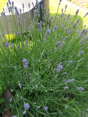 Lavandula angustifolia