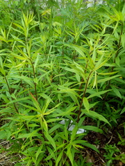 Solidago canadensis