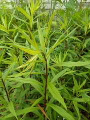 Solidago canadensis