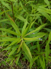 Solidago canadensis