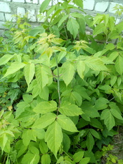 Acer negundo