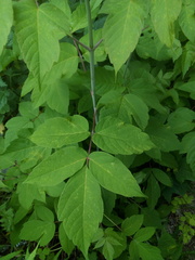 Acer negundo