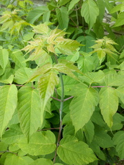 Acer negundo