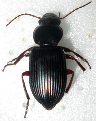 Progonochaetus