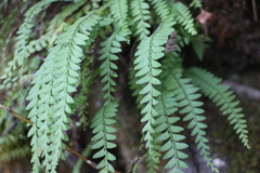 Osmolindsaea odorata