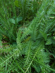 Achillea millefolium