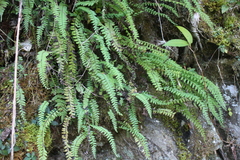 Osmolindsaea odorata