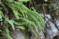 Osmolindsaea odorata