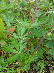 Potentilla argentea