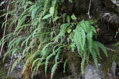 Osmolindsaea odorata