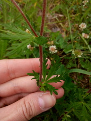 Potentilla argentea
