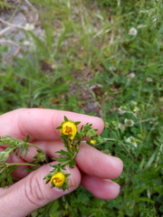 Potentilla argentea