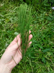 Equisetum arvense