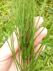 Equisetum arvense