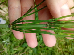 Equisetum arvense