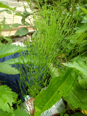 Equisetum arvense