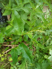 Rumex obtusifolius