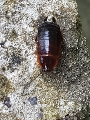 Loboptera