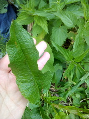 Rumex obtusifolius