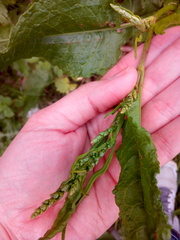Rumex obtusifolius