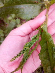 Rumex obtusifolius