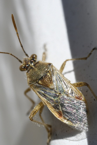 photo of Hyaline Grass Bug (Liorhyssus hyalinus)