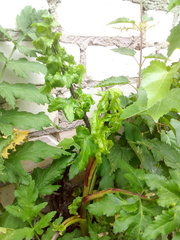 Pastinaca sativa