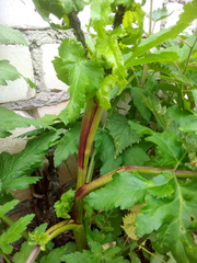 Pastinaca sativa