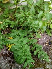 Pastinaca sativa