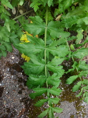 Pastinaca sativa