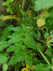 Pastinaca sativa