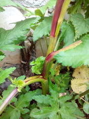 Pastinaca sativa