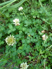 Trifolium repens