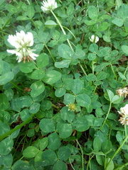Trifolium repens
